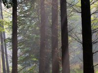 Sunrays are shining  Sunrays are shining through morning haze in a mixed forest habitat : Habitats, Netherlands, Posbank, SHADOW, Veluwe, arnhem, atmosphere, autumn, background, biotoop, biotope, black, bladeren, bomen, boom, boomstam, bos, buiten, color, creative nature, dutch, ecologische, ehs, environment, environmental, fog, foggy, forest, gelderland, gemengd, gevoel, green, groen, habitat, habitatrichtlijn, haze, hazy, herfst, heuvel, heuvelig, heuvels, hill, hills, hilly, holland, hoofdstructuur, kleur, landscape, landschap, leaves, licht, light, mist, mistig, misty, mixed feelings, morning, mysterieus, mysterious, mystic, mystical, mystiek, mystieke, nationaal park, national park, natura 2000, natural, nature, nature conservation, nature management, natuur, natuurbeheer, natuurbeleid, natuurbescherming, natuurlijk, natuurlijke, natuurwet, nederland, nevel, nevelig, ochtend, omgeving, outdoor, rudmer zwerver, scenery, schaduw, sereen, serene, silhouette, stam, stem, summer, sun, sunbeam, sunrise, tree, tree trunk, trees, waas, wazig, white, wit, zomer, zonlicht, zonnestraal, zonsopkomst, zwart